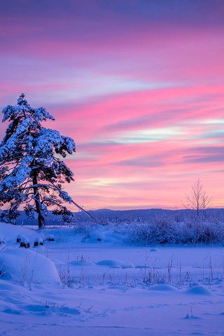 Обои снег, вермланд, дерево, закат, зима, швеция, сугробы, сосна, швеции, арвика, arvika, snow, varmland county, tree, sunset, winter, sweden, the snow, pine разрешение 2880x1920 Загрузить