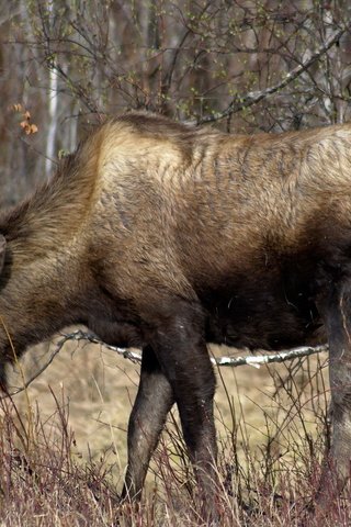 Обои природа, лес, лось, сухая трава, nature, forest, moose, dry grass разрешение 1920x1200 Загрузить