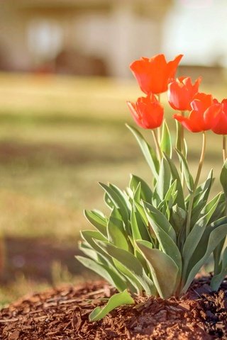 Обои цветы, природа, весна, тюльпаны, тульпаны, flowers, nature, spring, tulips разрешение 2560x1590 Загрузить
