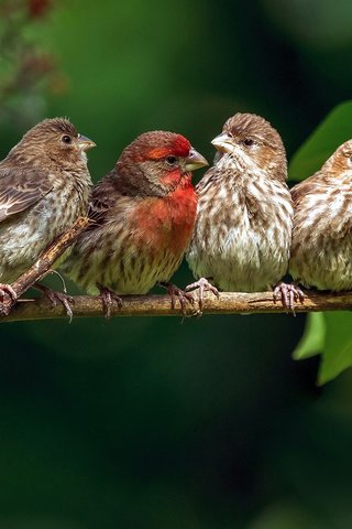 Обои ветка, природа, птицы, зяблик, branch, nature, birds, chaffinch разрешение 2880x1800 Загрузить