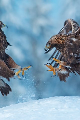 Обои снег, природа, крылья, птицы, клюв, когти, беркут, snow, nature, wings, birds, beak, claws, eagle разрешение 1920x1373 Загрузить