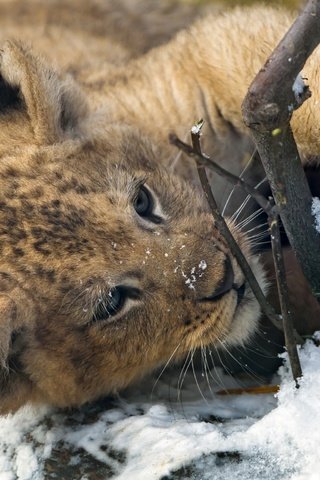 Обои снег, хищник, когти, лев, малыш, львёнок, милый, snow, predator, claws, leo, baby, lion, cute разрешение 2400x1537 Загрузить