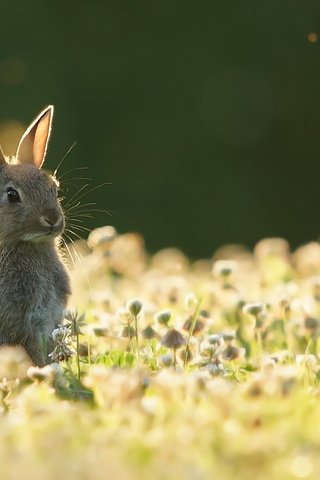 Обои природа, лето, заяц, nature, summer, hare разрешение 1920x1279 Загрузить