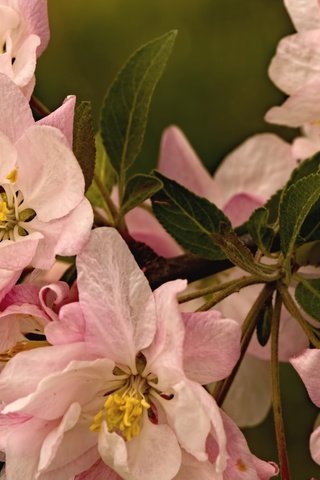 Обои цветение, макро, лепестки, весна, яблоня, flowering, macro, petals, spring, apple разрешение 2100x1384 Загрузить