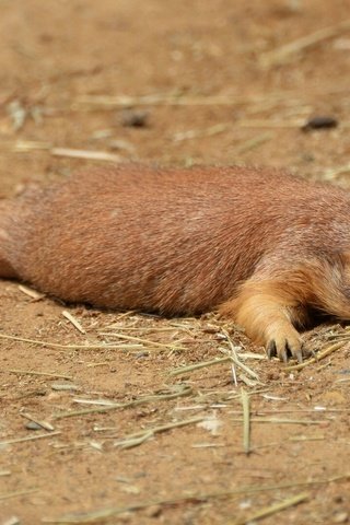 Обои отдых, грызун, луговая собачка, stay, rodent, prairie dog разрешение 1920x1080 Загрузить