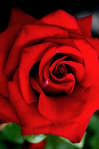 Обои цветение, макро, роза, красная, краcный, крупным планом, роз, flowering, macro, rose, red, closeup, roses разрешение 4184x2792 Загрузить