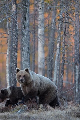 Обои лес, семья, медведи, дикая природа, forest, family, bears, wildlife разрешение 1920x1080 Загрузить