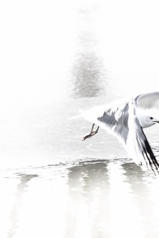 Обои природа, полет, чайка, птица, nature, flight, seagull, bird разрешение 2048x1305 Загрузить