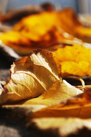 Обои листья, макро, осень, крупным планом, осенние листья, leaves, macro, autumn, closeup, autumn leaves разрешение 2560x1600 Загрузить