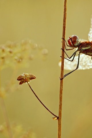 Обои макро, насекомое, крылья, стрекоза, растение, macro, insect, wings, dragonfly, plant разрешение 2880x1620 Загрузить