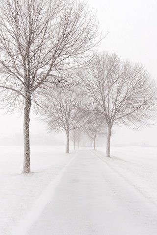 Обои дорога, деревья, снег, зима, метель, road, trees, snow, winter, blizzard разрешение 2048x1365 Загрузить