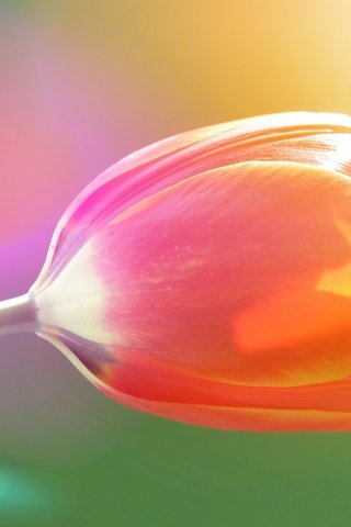 Обои природа, цветок, весна, тюльпан, nature, flower, spring, tulip разрешение 2560x1600 Загрузить