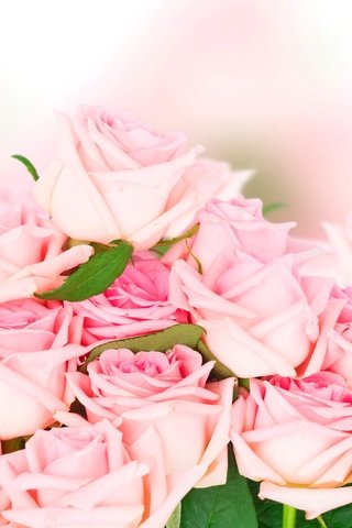 Обои розы, романтик,  цветы, розовые розы, роз, влюбленная, пинк, roses, romantic, flowers, pink roses, love, pink разрешение 6000x3600 Загрузить