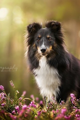 Обои цветы, взгляд, собака, друг, шелти, zelda, dackelpuppy, шетландская овчарка, flowers, look, dog, each, sheltie, shetland sheepdog разрешение 2048x1367 Загрузить