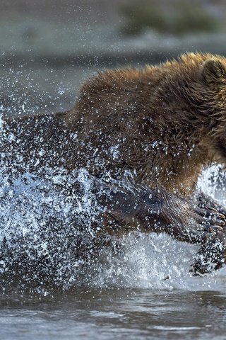 Обои вода, медведь, брызги, бег, water, bear, squirt, running разрешение 2500x1667 Загрузить