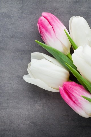 Обои цветы, весенние, букет, пинк, тюльпаны, розовые, белые, белая, красива,  цветы, парное, flowers, spring, bouquet, tulips, pink, white, beautiful, fresh разрешение 5472x3648 Загрузить