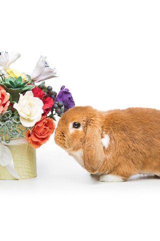 Обои довольная, цветы, зайка, корзина, кролик, пасха,  цветы, глазунья, декорация, весенние, зеленые пасхальные, happy, flowers, bunny, basket, rabbit, easter, eggs, decoration, spring разрешение 5760x3840 Загрузить