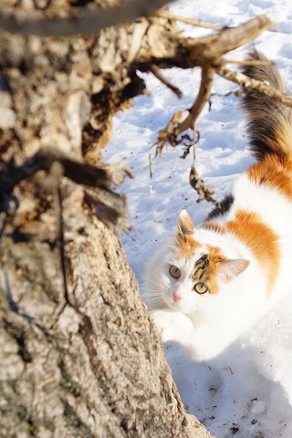 Обои снег, дерево, зима, кошка, взгляд, snow, tree, winter, cat, look разрешение 4724x3152 Загрузить