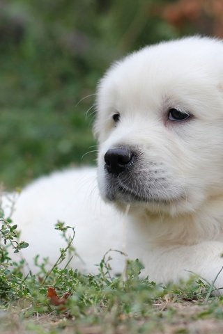Обои трава, белый, собака, щенок, лабрадор, ретривер, grass, white, dog, puppy, labrador, retriever разрешение 2400x1563 Загрузить