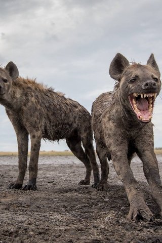 Обои животные, гиены, шерсть, гиена, африка, гиеновые собаки, хищник, зубы, когти, оскал, млекопитающее, animals, hyenas, wool, hyena, africa, predator, teeth, claws, grin, mammal разрешение 2000x1328 Загрузить
