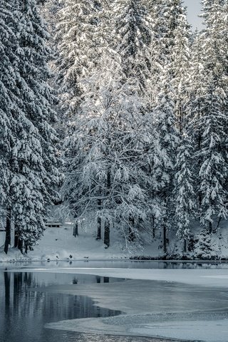Обои деревья, озеро, снег, лес, зима, trees, lake, snow, forest, winter разрешение 2048x1136 Загрузить