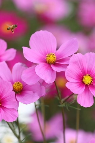 Обои цветы, насекомое, полет, розовый, пчела, космея, flowers, insect, flight, pink, bee, kosmeya разрешение 2048x1365 Загрузить