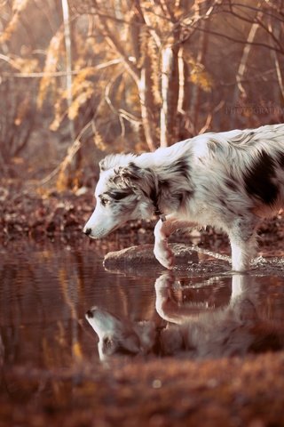 Обои вода, природа, лес, отражение, собака, прогулка, друг, бордер-колли, water, nature, forest, reflection, dog, walk, each, the border collie разрешение 2560x1707 Загрузить