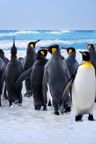 Обои вода, птицы, океан, пингвины, королевский пингвин, water, birds, the ocean, penguins, royal penguin разрешение 5120x3488 Загрузить
