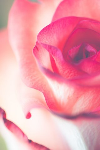Обои макро, цветок, роза, лепестки, бутон, нежность, macro, flower, rose, petals, bud, tenderness разрешение 2048x1366 Загрузить