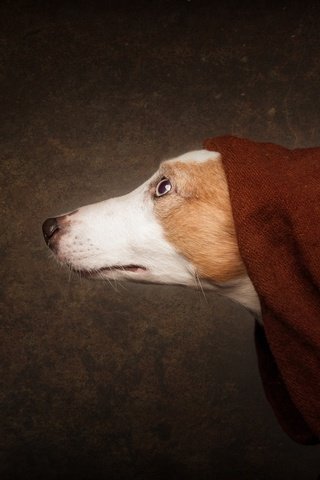 Обои морда, фон, собака, профиль, нос, покрывало, face, background, dog, profile, nose, blanket разрешение 2500x1406 Загрузить