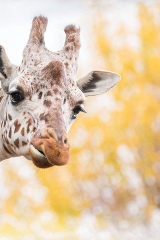 Обои морда, фон, пятна, уши, жираф, рожки, face, background, spot, ears, giraffe, horns разрешение 2555x1600 Загрузить