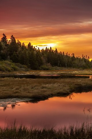 Обои небо, трава, озеро, лес, закат, the sky, grass, lake, forest, sunset разрешение 2560x1600 Загрузить