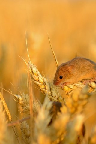 Обои поле, колосья, пшеница, мышь, маленькая, зерно, колосок, field, ears, wheat, mouse, little, grain, spike разрешение 2048x1340 Загрузить