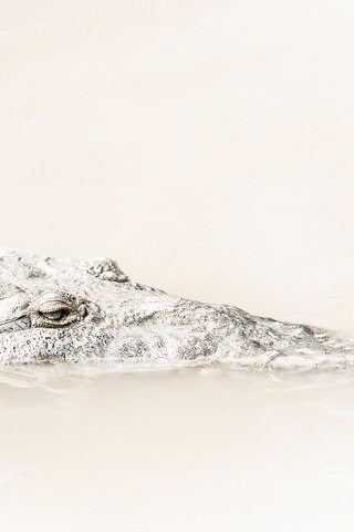 Обои глаза, крокодил, голова, рептилия, eyes, crocodile, head, reptile разрешение 2048x1367 Загрузить