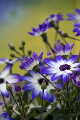 Обои цветы, лепестки, бутончики, цинерария, flowers, petals, buds, cineraria разрешение 4557x3038 Загрузить