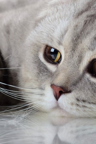 Обои отражение, кот, мордочка, усы, кошка, взгляд, шотландская вислоухая кошка, reflection, cat, muzzle, mustache, look, scottish fold cat разрешение 2555x1600 Загрузить