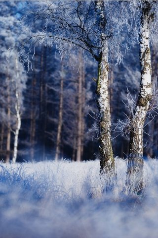 Обои природа, дерево, лес, зима, иней, nature, tree, forest, winter, frost разрешение 2048x1642 Загрузить