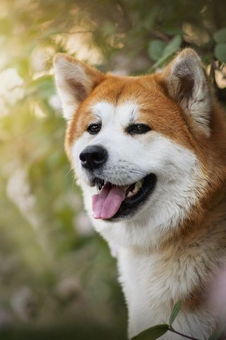 Обои собака, рыжая, язык, ame, сиба-ину, dog, red, language, shiba inu разрешение 2048x1367 Загрузить