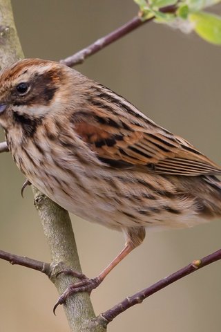 Обои ветка, природа, лист, птица, клюв, хвост, тростниковая овсянка, branch, nature, sheet, bird, beak, tail, reed bunting разрешение 2048x1374 Загрузить