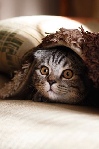 Обои глаза, кошка, взгляд, котенок, удивление, подушка, eyes, cat, look, kitty, surprise, pillow разрешение 5042x3151 Загрузить