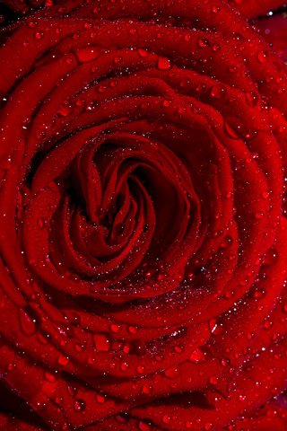 Обои цветы, роса, капли, розы, лепестки, красные, flowers, rosa, drops, roses, petals, red разрешение 3840x2400 Загрузить