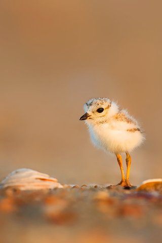 Обои птенец, размытость, птица, клюв, лапки, public domain, жаворонок, chick, blur, bird, beak, legs, lark разрешение 1920x1080 Загрузить