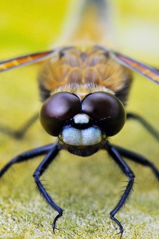 Обои глаза, насекомое, крылья, стрекоза, лапки, крупным планом, eyes, insect, wings, dragonfly, legs, closeup разрешение 1920x1275 Загрузить