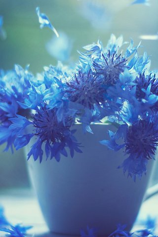 Обои цветы, лепестки, чашка, синие, васильки, flowers, petals, cup, blue, cornflowers разрешение 1920x1080 Загрузить