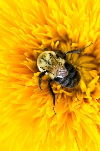 Обои желтый, макро, насекомое, цветок, лепестки, пчела, шмель, yellow, macro, insect, flower, petals, bee, bumblebee разрешение 2048x1152 Загрузить