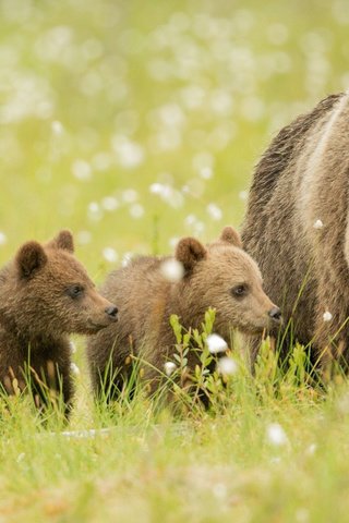 Обои трава, животные, медведь, луг, медвежата, бурые медведи, grass, animals, bear, meadow, bears, brown bears разрешение 2048x1099 Загрузить