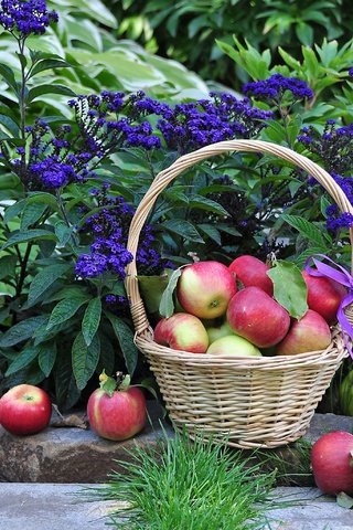 Обои цветы, растения, листья, фрукты, яблоки, корзина, плоды, flowers, plants, leaves, fruit, apples, basket разрешение 3000x2051 Загрузить