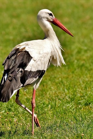 Обои трава, птица, клюв, перья, аист, белый аист, grass, bird, beak, feathers, stork разрешение 1920x1204 Загрузить