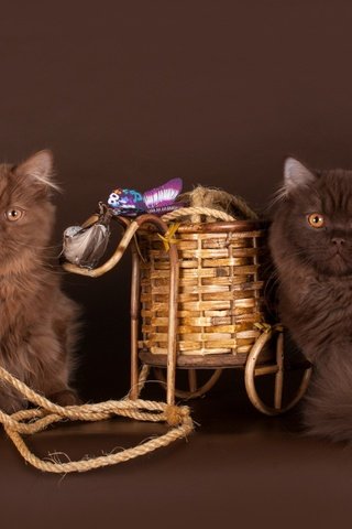 Обои шерсть, коты, пара, кошки, британец, британская длинношёрстная кошка, британская длинношерстная, wool, cats, pair, british, british longhair cat, british longhair разрешение 1920x1200 Загрузить