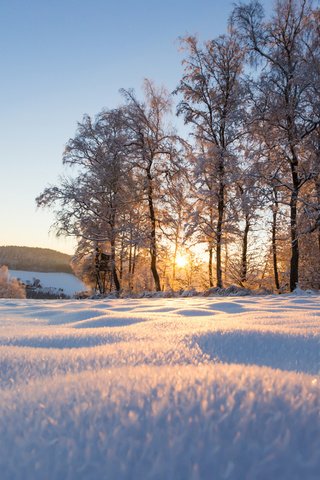 Обои деревья, снег, природа, зима, парк, солнечный свет, trees, snow, nature, winter, park, sunlight разрешение 1920x1200 Загрузить